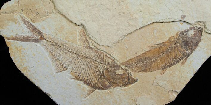Diplomystus With Knightia Fossil Fish #5489
